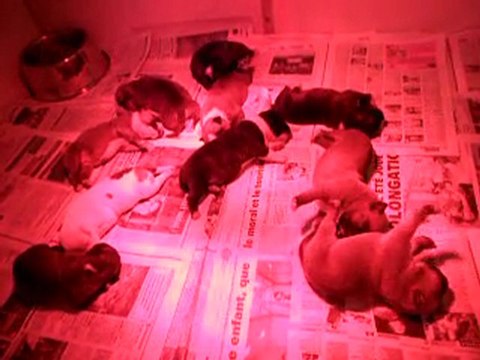 Chiots Américan Staffordshire Terrier Angels Of Paradise