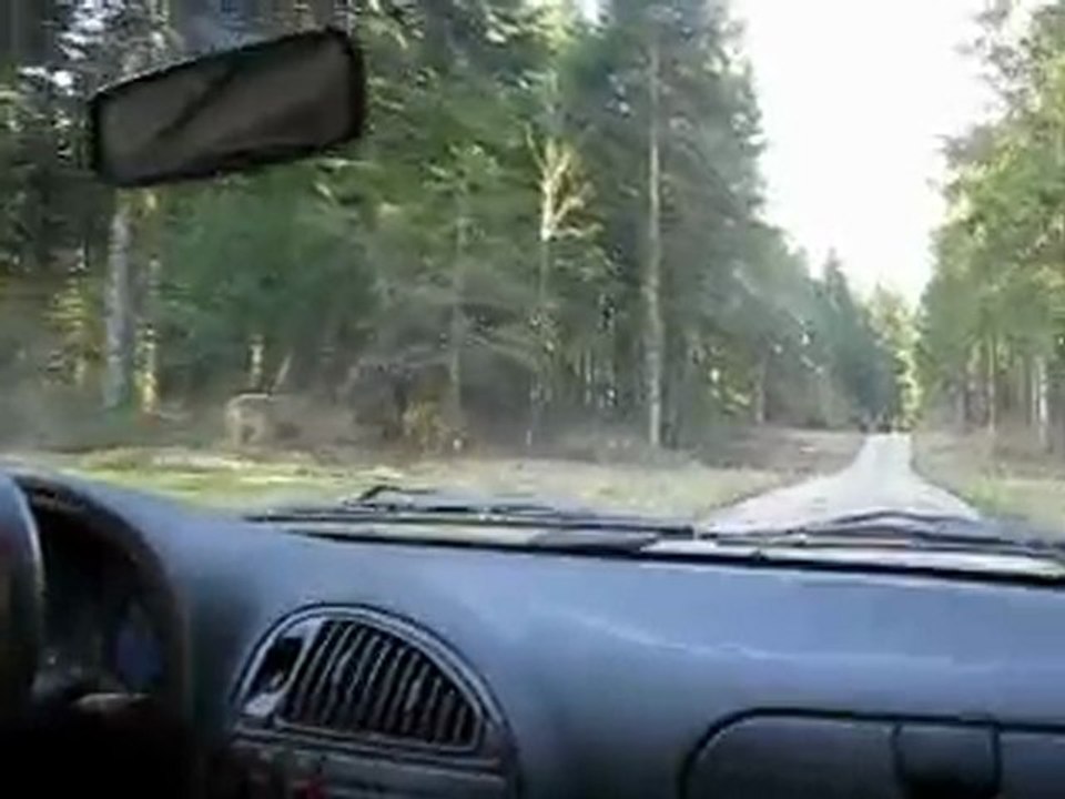 Petit tour dans la forêt de la Joux