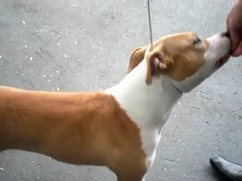 Eméra en Classe Jeune Femelle Exposition de Maubeuge