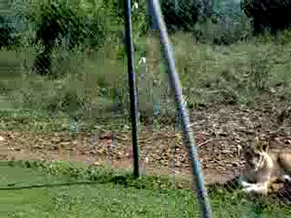Adolescent lions on the Tala Manzi farm