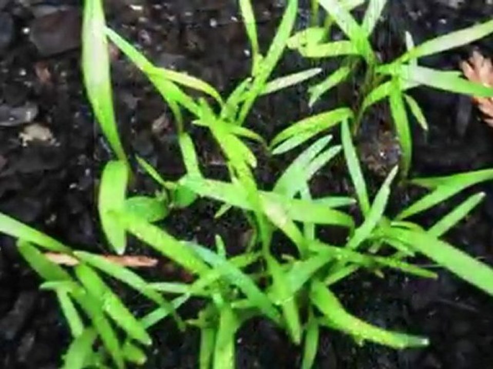 DIaporama Printemps 2010