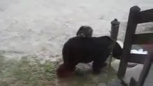 Bear vs Cat