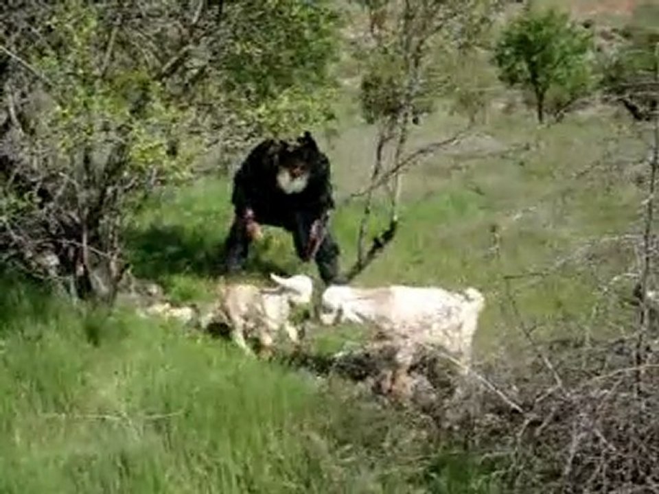 AĞIN POSTASI : YAVRU KEÇİNİN OYUNLARI . ( BADEMLİ KÖYÜ )