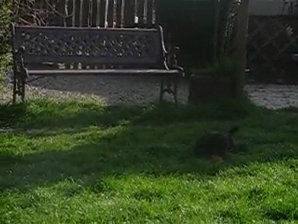 chiots de calypso et de ufo le 18/04/2010