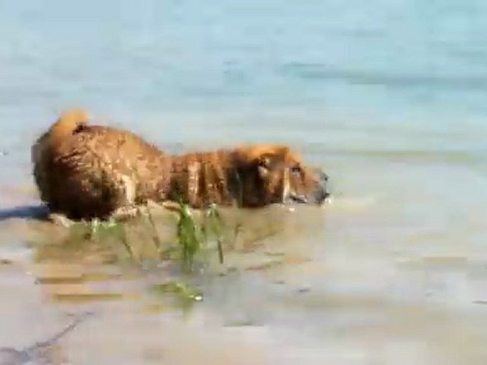 Eliot dans l'eau