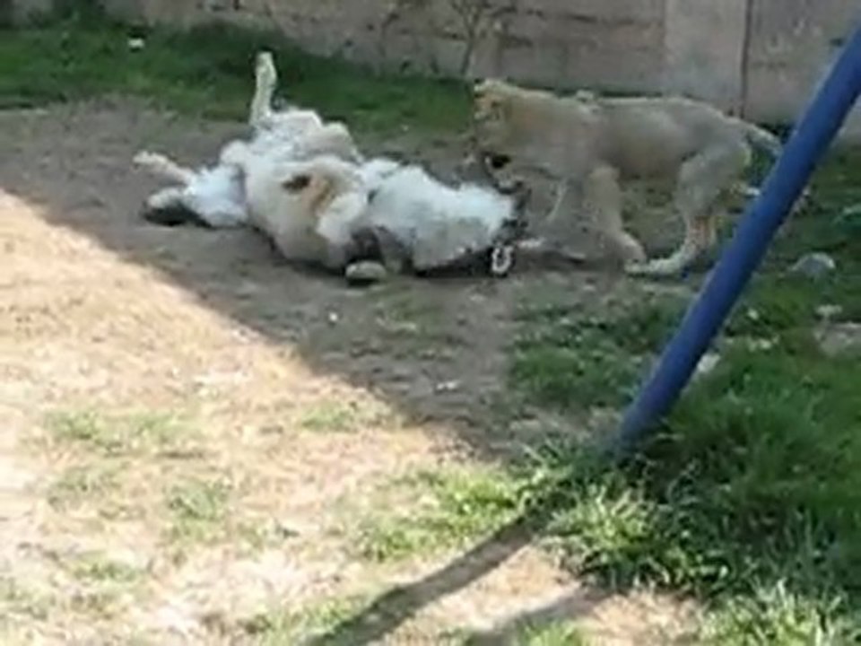 chien loup tchecoslovaque