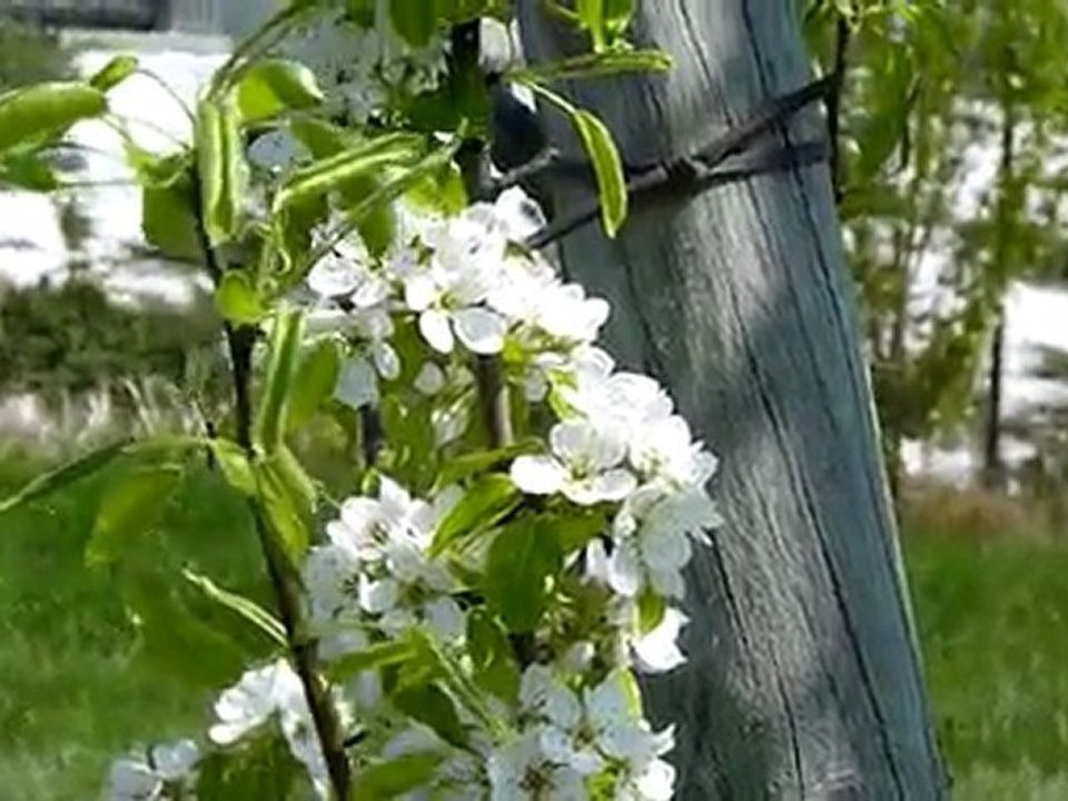 Démarrage de la végétation dans les Vergers de la Manse