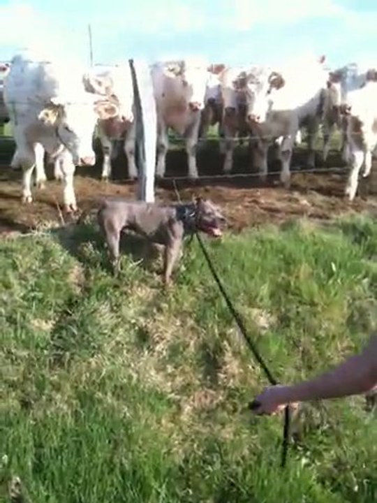 capone et les vaches