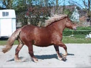 Danette Galop