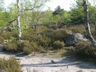 Ballade en Forêt de Fontainebleau - Gorges d'Apremont vol 3