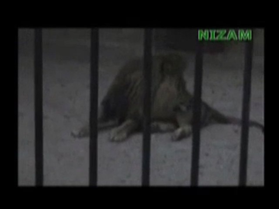 le lion qui dit allah