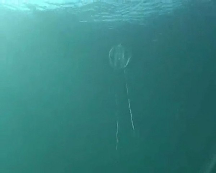 des Groseilles sous la mer