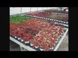 http://www.bernerfarms.com GARDEN CENTERS BUFFALO NEW ...