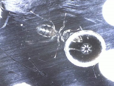 Fourmi Lasius niger vu de dessous en train de boire