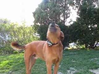 Bear Hears a Siren in the Distance