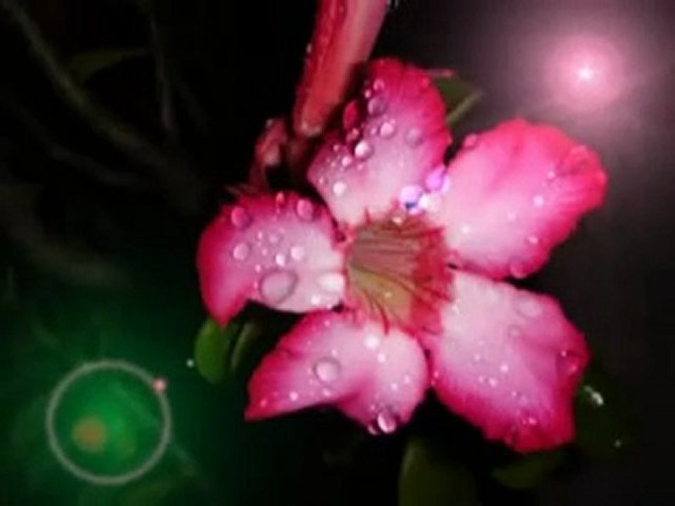 La beauté de la nature fleurs