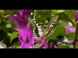 Slow Motion Insect Flight