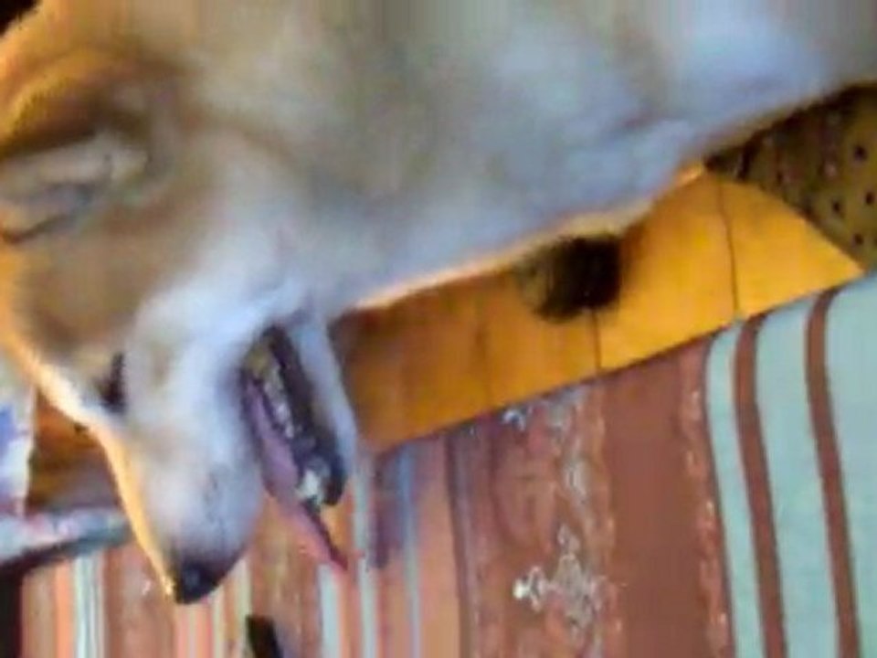 shibo4