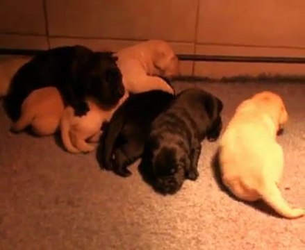 Chiots labradors 2° semaine portée Caline 2010