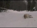 Cagnoloni giocherelloni si slittano sulla neve