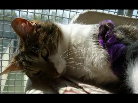 Les chats du refuge des Amis des Bêtes à Aix les bains