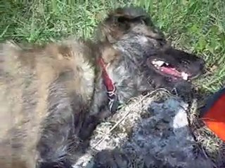 Carla mange et Flice surveille et fait des bisous