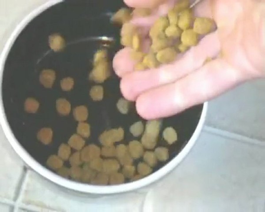 triky mont chat