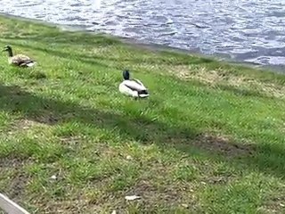 Enten am Pfaffenteich am 19.4.2010