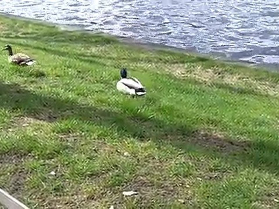 Enten am Pfaffenteich am 19.4.2010