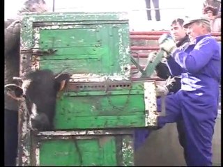 Herradero en Carmona 🐂