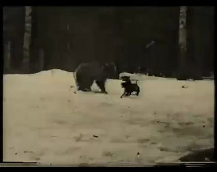 Jagdterrier vs  Bear
