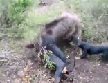 jagd mette un ferme sur un beau sanglier blessé partie 1