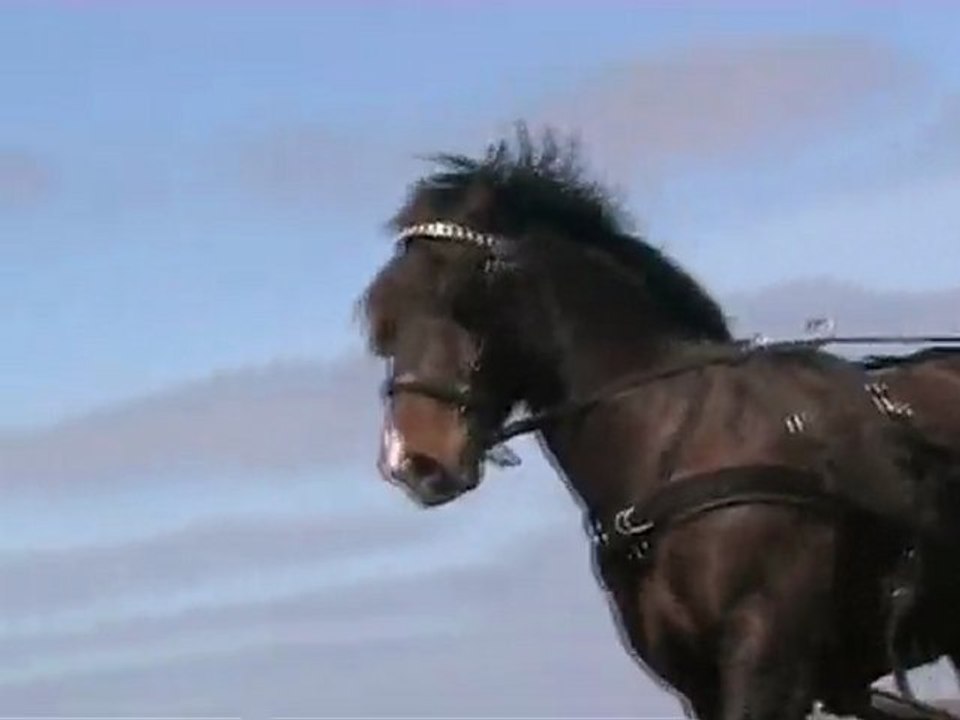 PTV 2 - TREC attelé - Porspoder 2010