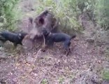 jagd mette un ferme sur un beau sanglier blessé partie 2