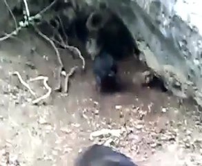 Jagdterrier coinse un sanglier = ferme