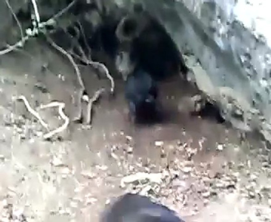 Jagdterrier coinse un sanglier = ferme