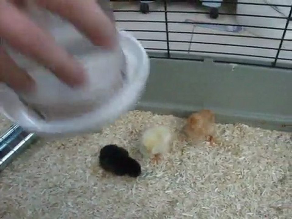 les poussins