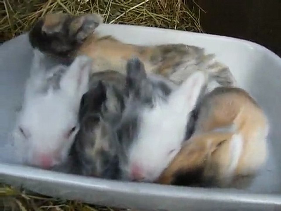 Bébés de DezzyXDario à 11 jours