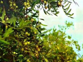 1.-Las Valdesas. Aceite de oliva virgen extra. Localización