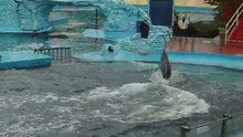 Show de delfines parte 2