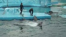 Show de delfines parte 3