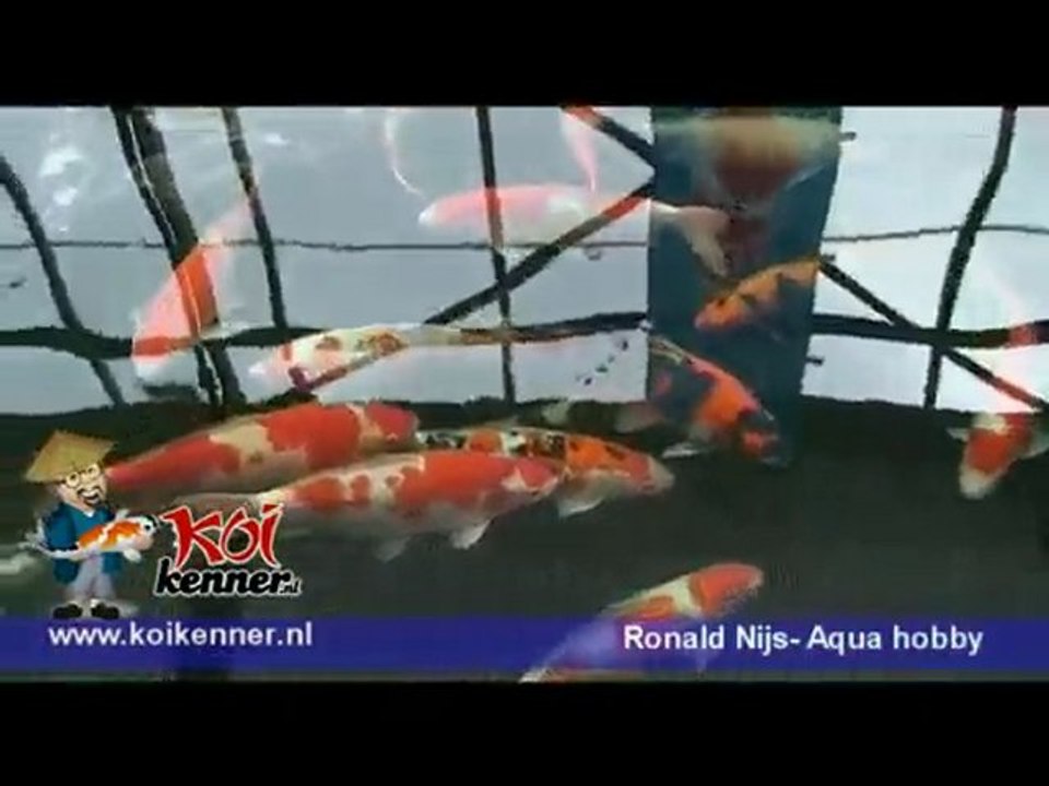Koi vissen