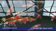 Koi vissen