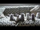 Ridiculous Kittens /Смешни котета {p}