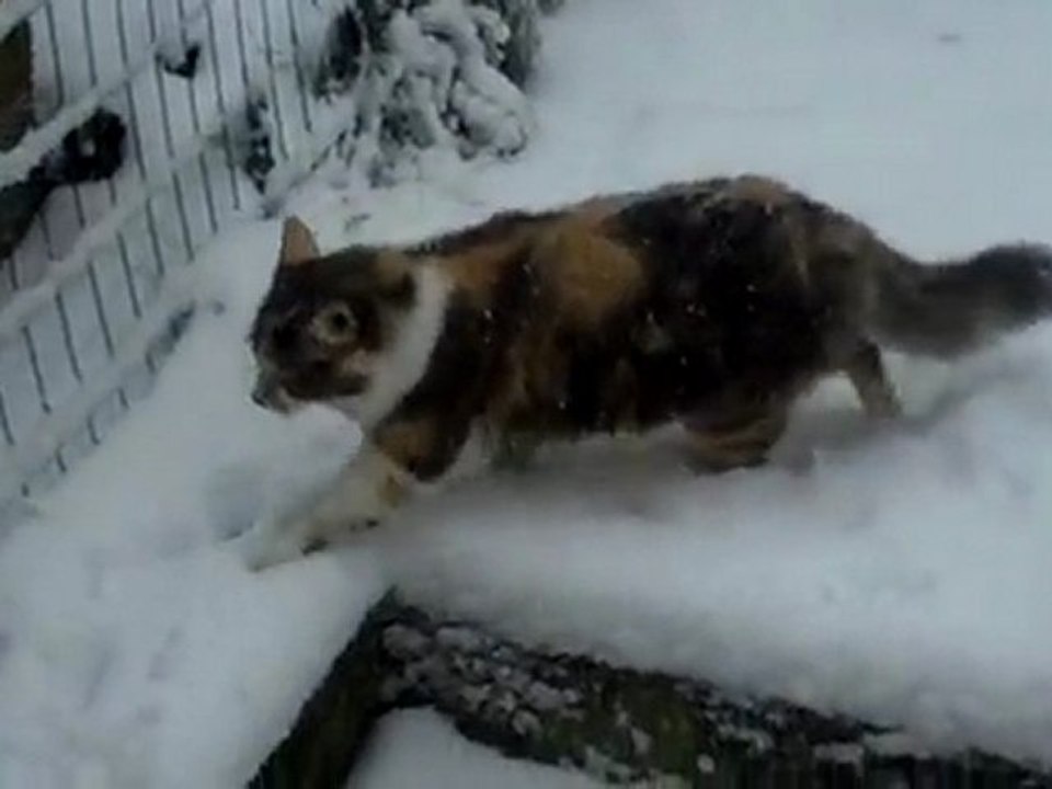 Chats sous la neige.1