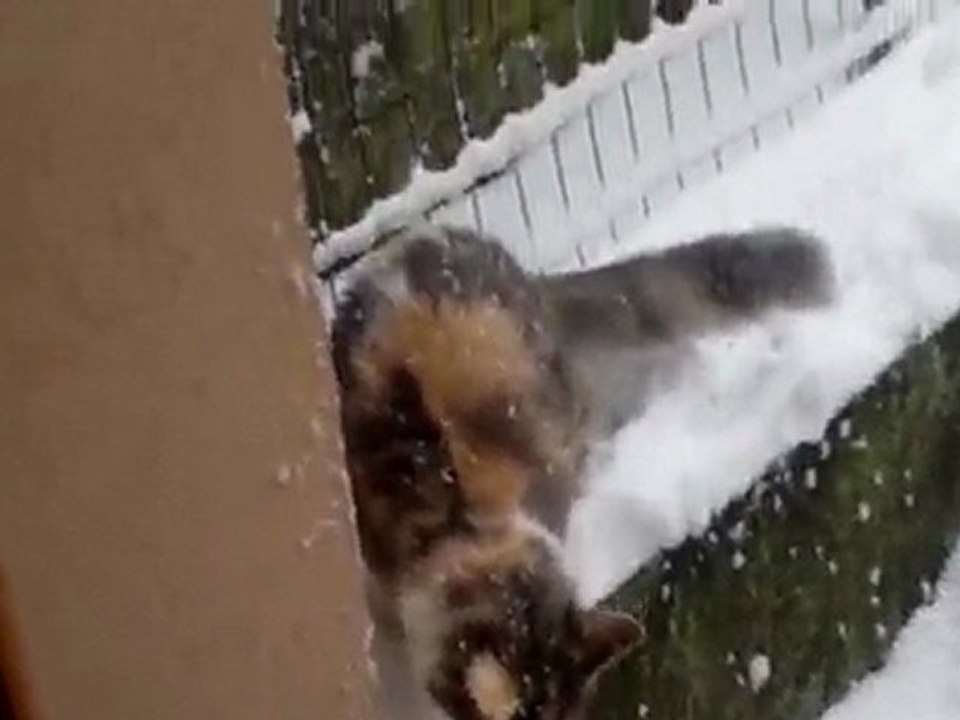 Chats sous la neige.2