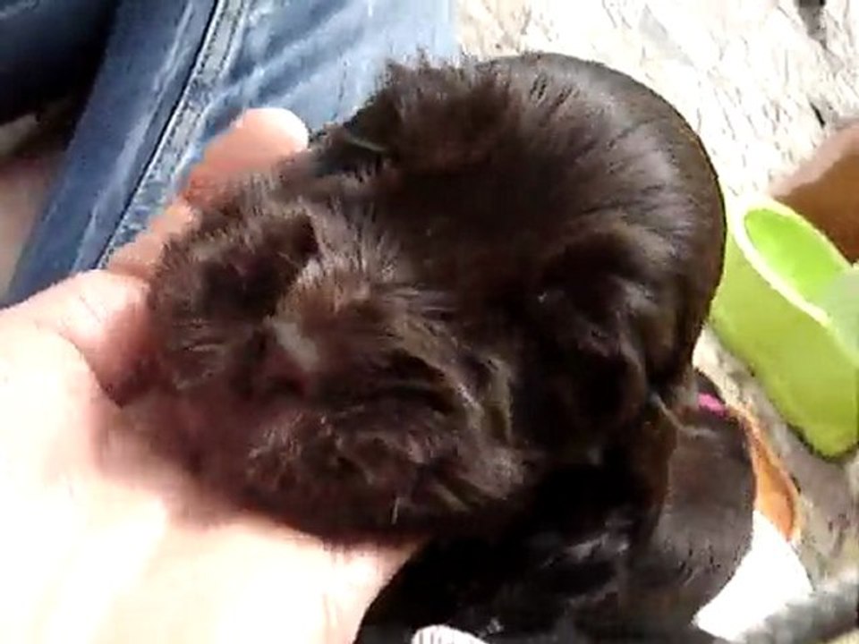 Chiots cocker anglais chocolat et feu 20 avril 2010