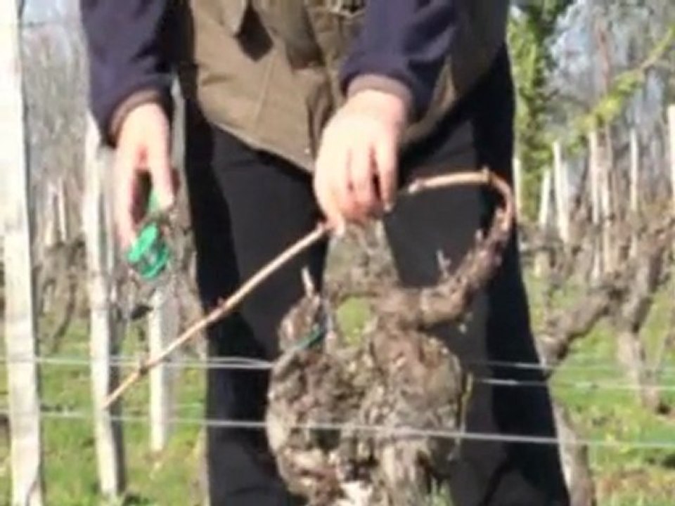 Vin de Bourgueil Lamé Delisle Boucard  reployage de la vigne