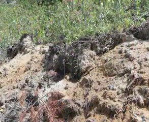 What is Verdyol Biotic Earth & How Does It Work?