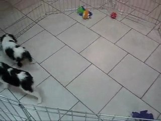 Prince & princesse Cavalier King Charles